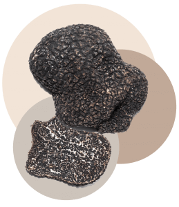 truffe noire du Périgord